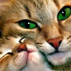 Кошки моей души